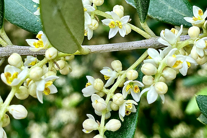 flores